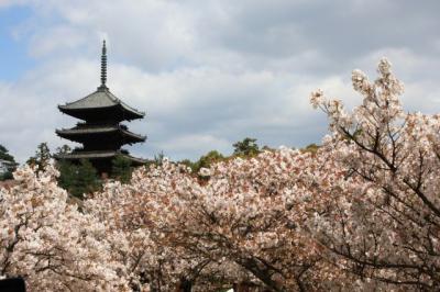 仁和寺の御室桜も終わりが近く（2010年）＆竜安寺