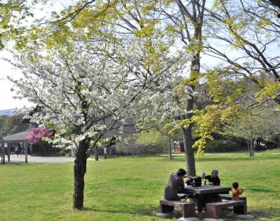 『レンゲ咲く　東京港野鳥公園　春の自然観察　』