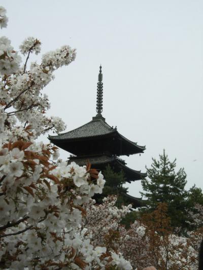 2010年春・スルッとKANSAIで東へ~仁和寺の桜~