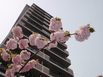 大阪 - 造幣局桜の通り抜け → 大阪天満宮