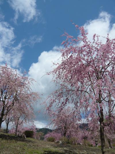 2010年桜だより◆桜舞う天空の庭『高見の郷』（奈良県東吉野村）