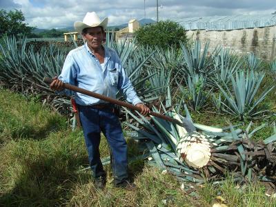 メキシコ高原の旅（5日目　テキーラツアーに参加）