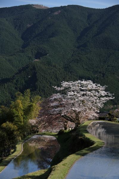 2010・04　三多気の桜を見に行こう