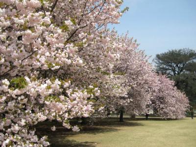 東京都新宿区（新宿御苑）　２０１０年４月 