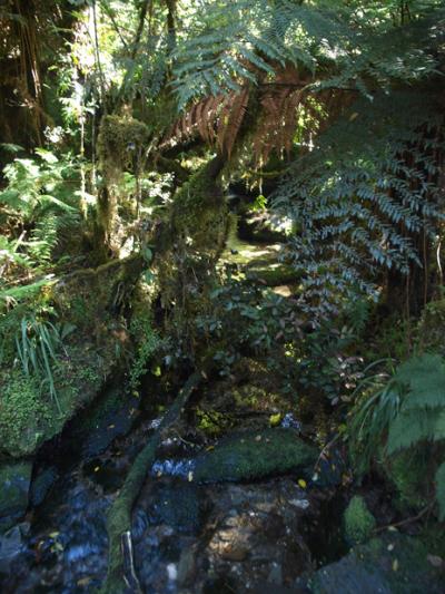 (9) Glacier Valley Walk & Sentinel Rock を歩く　　Westland National Park, NZ