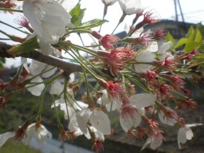 散れない桜・・・・遅過ぎる花見