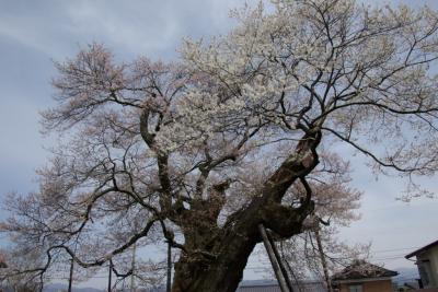 中曽根の権現桜