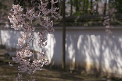 ＜京都第29旅＞ 2010年4月　古都桜巡り　1日目③　醍醐寺