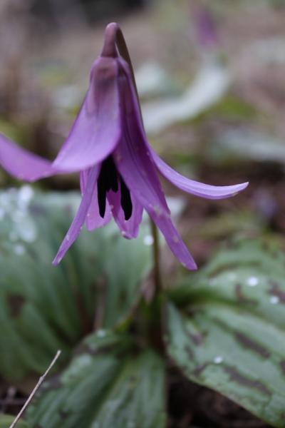 カタクリの群生地を訪ねて　八杉千年の森　（福井再発見）