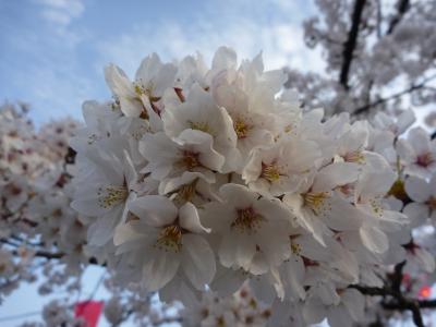 日本三大夜桜IN高田公園