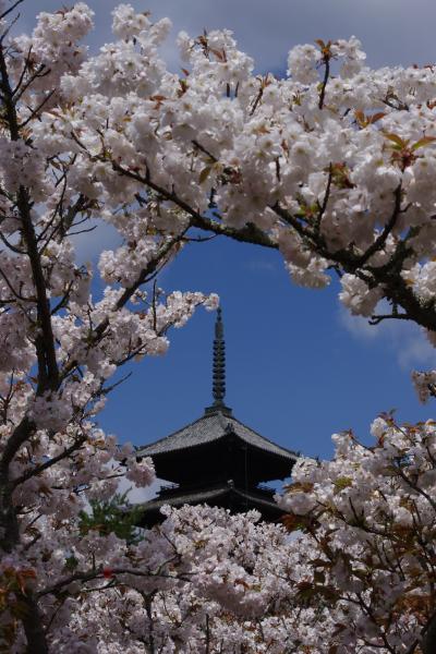 遅咲きの御室桜を愛でに～仁和寺～