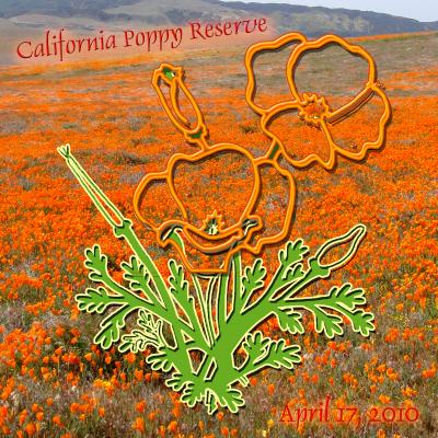 ２０１０　California Poppy Reserve　　カリフォルニア　ポピー保留地