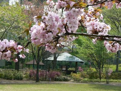 桜花繚乱・都市農業公園