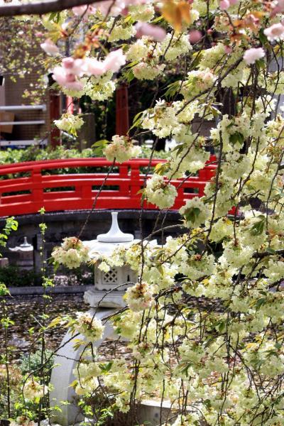京都を歩く(54) 隠れた桜の名所③ 鬱金桜咲く六孫王神社