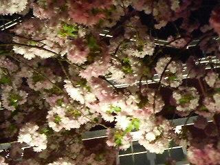 ２０１０　大阪造幣局　桜のとおりぬけ