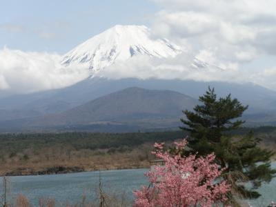 富士山を追いかけて・・その２(本栖湖・精進湖)