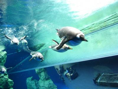 【石見路002】しまね海洋館「アクアス」で育児中のシロイルカ（撮影禁止）とペンギンたちに会う