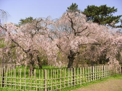 まだ間に合った！～御所で桜と山吹のお花見～（2010年春）