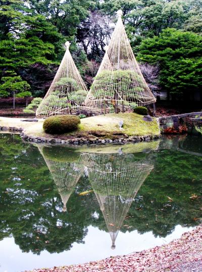 小石川後楽園＊雪吊りの庭を歩いて　☆カワセミを見た