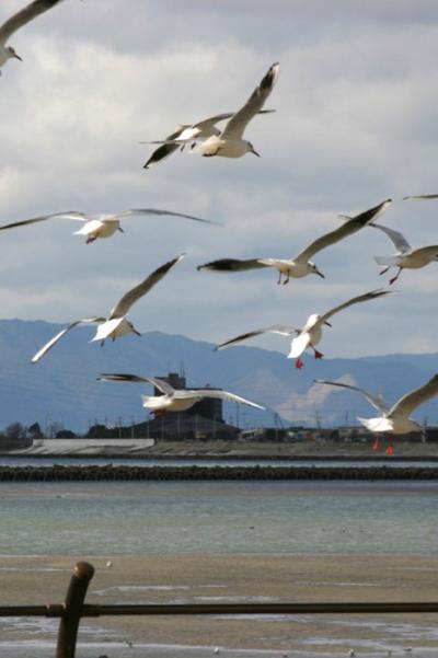 名古屋◆街ある記 名古屋港 渡り鳥渡来地・冬の藤前干潟