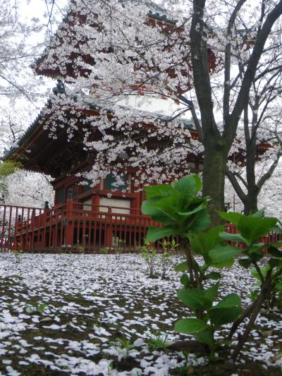 自転車で川越の花見～2010～