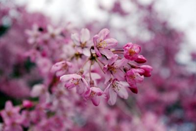 桜花　仙台榴岡