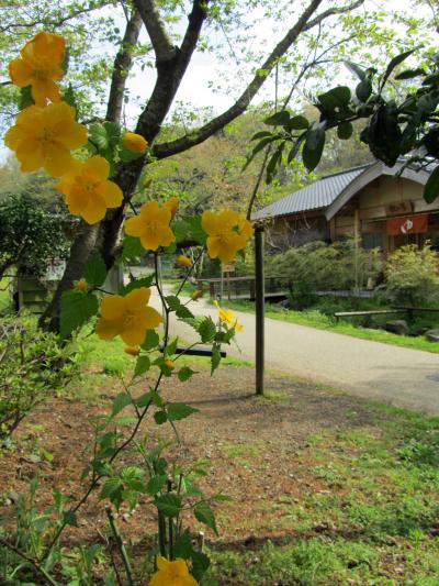 2010卯月　11回目の里帰り【八幡野温泉郷　杜の湯　きらの里】その2
