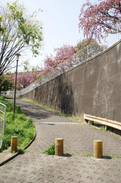 赤羽台団地  八重桜散歩　その１