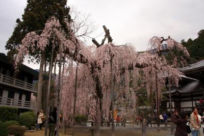 2010 身延山久遠寺の枝垂れ桜(その2)
