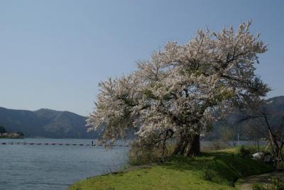 一番遅れてやってきた湖北の春を楽しむ