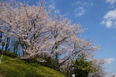 赤羽　桜散歩