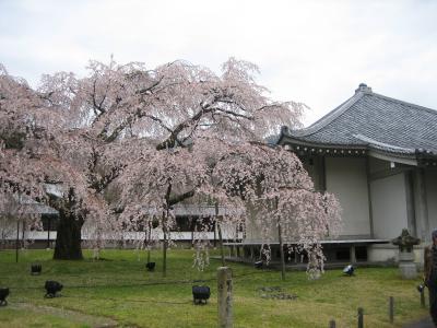 春爛漫の京都＆兵庫（２）
