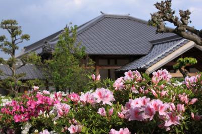 法雲寺のツツジ鑑賞