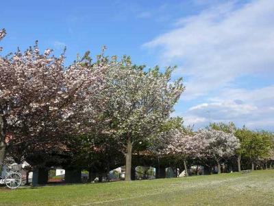 荒川の土手で五色桜を探す