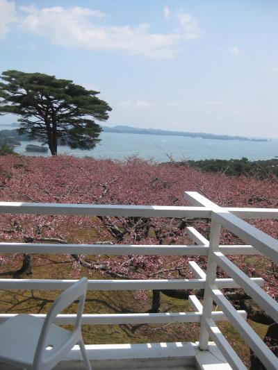 【松島】2010年4月24日現在の桜開花状況