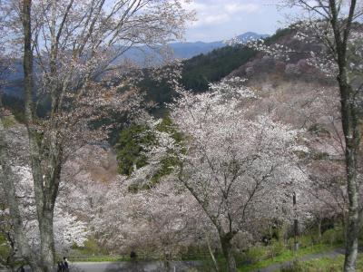 吉野山