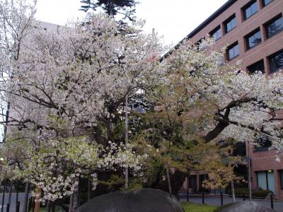 盛岡の桜－2009年
