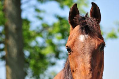 Kentucky Derby 2010