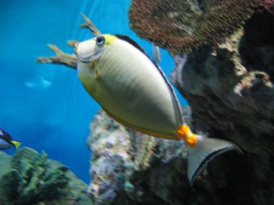 おすすめ！箱根園水族館