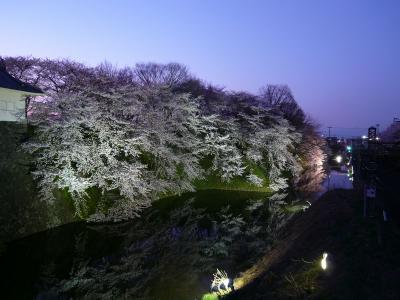 桜の季節到来～青空のもとの山形霞城公園♪