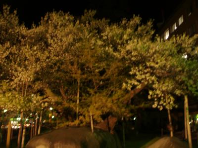 盛岡の夜桜