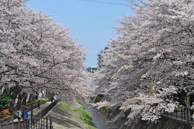 【近郊21】今年の多摩の桜