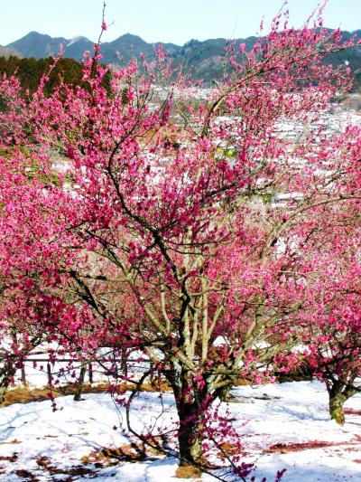 吉野梅郷-2　青梅市梅の公園で1/3　☆五分咲きから見頃へ