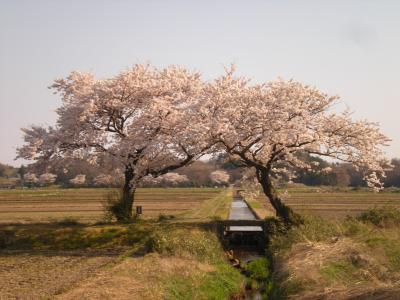 寄り添う桜