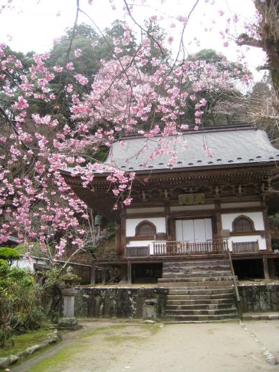２０１０年京都・奈良桜巡り（室生寺・大野寺・談山神社）