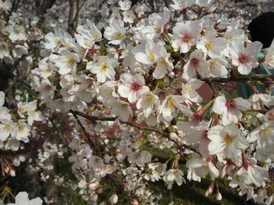 満開の桜並木を求めて　～ 多摩川と神田川 ～