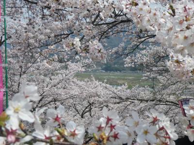 大法師公園の花見と笛吹市の桃の花～2010.4.4