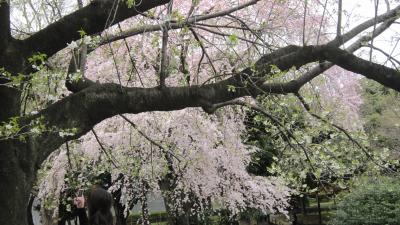 上野の桜　ガイドツアー｢博物館でお花見を」　２０１０