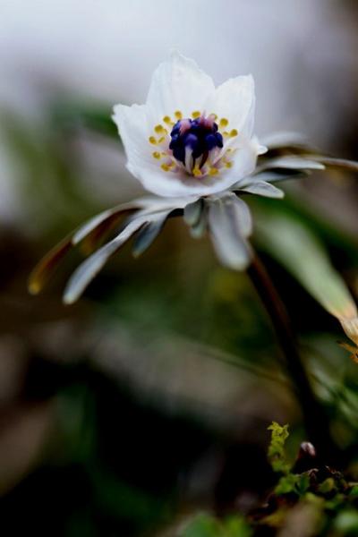 車で滋賀 ★伊吹山麓に咲く春植物　節分草（セツブンソウ）