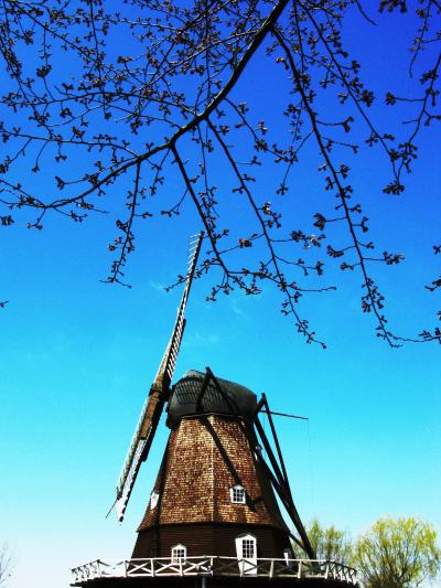 アンデルセン公園-21　モクレン・カンヒ桜･白樺の花　☆樹木医の解説で